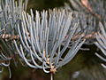 Abies concolor Violacea IMG_4820 Jodła jednobarwna